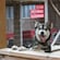 A smiling dog peeking over a wooden fence